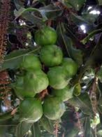 Macadamia trees, Opotiki